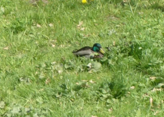 Hotel S Restauraci Splavek *